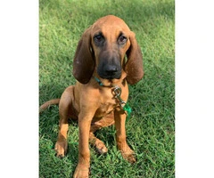 one female bloodhound puppy - 3