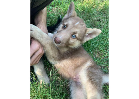 2 husky shepherd mix puppies