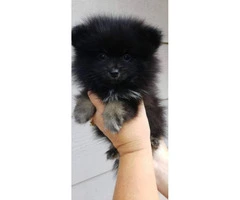 Pomeranian puppy male black & tan - 3