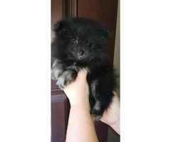 Pomeranian puppy male black & tan - 4