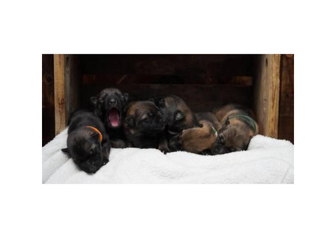 12 AKC German Shepherd Puppies