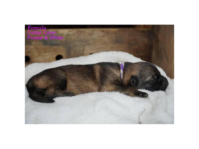 12 AKC German Shepherd Puppies in Eagle, Idaho - Puppies ...