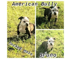 7 Purebred American bully puppies