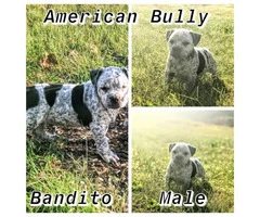 7 Purebred American bully puppies - 2
