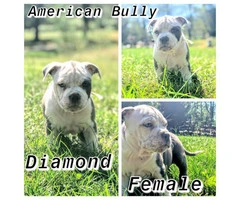 7 Purebred American bully puppies - 3