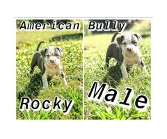 7 Purebred American bully puppies - 4