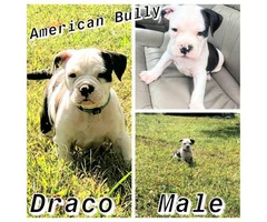 7 Purebred American bully puppies - 5