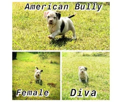 7 Purebred American bully puppies - 6