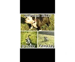 7 Purebred American bully puppies - 7