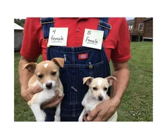 6 Chihuahua hybrid puppies for sale