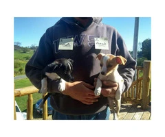 6 Chihuahua hybrid puppies for sale - 3