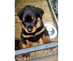 Rottweiler pups - one male & one female Available - 1