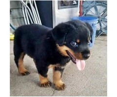 Rottweiler pups - one male & one female Available - 2
