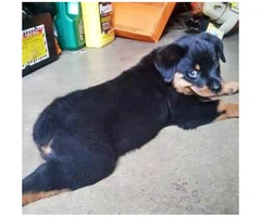 Rottweiler pups - one male & one female Available - 3