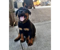 Rottweiler pups - one male & one female Available - 4