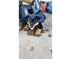 Rottweiler pups - one male & one female Available - 5