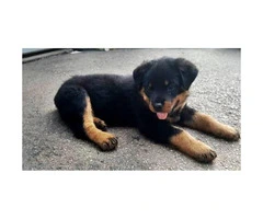 Rottweiler pups - one male & one female Available - 6