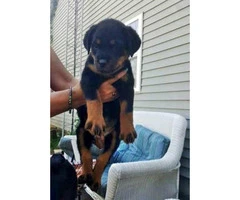 Rottweiler pups - one male & one female Available - 7