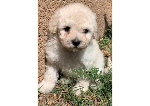 8-week-old Maltese-Shih Tzu Mix puppies for sale