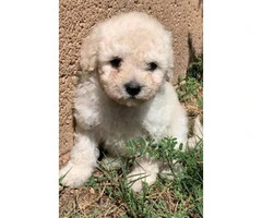 8-week-old Maltese-Shih Tzu Mix puppies for sale