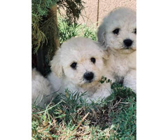 puppies shih maltese tzu mix week phoenix