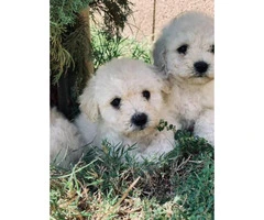 8-week-old Maltese-Shih Tzu Mix puppies for sale - 2