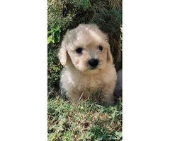 8-week-old Maltese-Shih Tzu Mix puppies for sale - 3