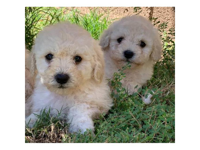 8weekold MalteseShih Tzu Mix puppies for sale in