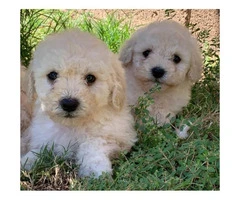8-week-old Maltese-Shih Tzu Mix puppies for sale - 4