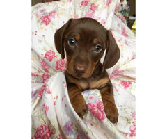 2 Dachshund Puppies in Binghamton, New York - Puppies for ...