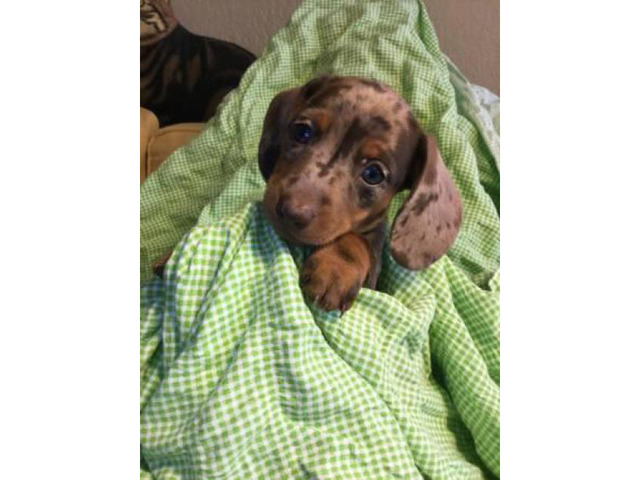 2 Dachshund Puppies in Binghamton, New York - Puppies for ...