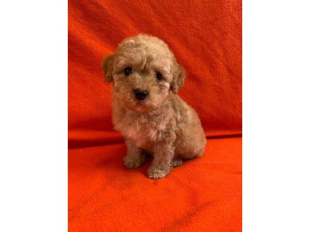 2 months old Purebred Red Poodle puppy for Sale Riverside - Puppies for ...