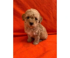 2 months old Purebred Red Poodle puppy for Sale - 1