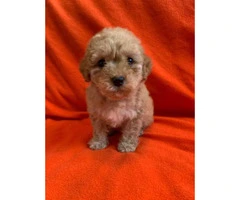 2 months old Purebred Red Poodle puppy for Sale - 2