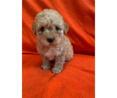 2 months old Purebred Red Poodle puppy for Sale - 3