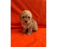 2 months old Purebred Red Poodle puppy for Sale - 4