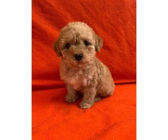 2 months old Purebred Red Poodle puppy for Sale - 5