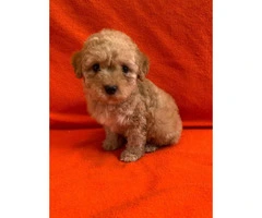 2 months old Purebred Red Poodle puppy for Sale - 6