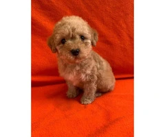 2 months old Purebred Red Poodle puppy for Sale - 7