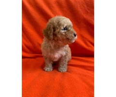 2 months old Purebred Red Poodle puppy for Sale - 8
