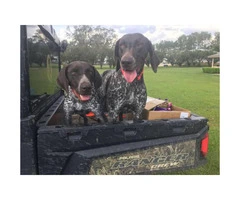 Two German Short-haired Pointers