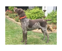 Two German Short-haired Pointers - 2