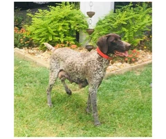 Two German Short-haired Pointers - 3
