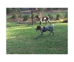 Two German Short-haired Pointers - 4