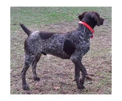 Two German Short-haired Pointers - 5