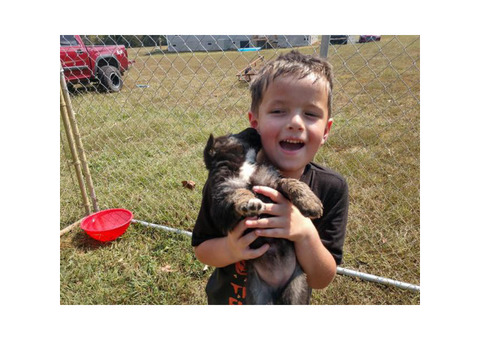 6 AKC registered German Shepherd puppies