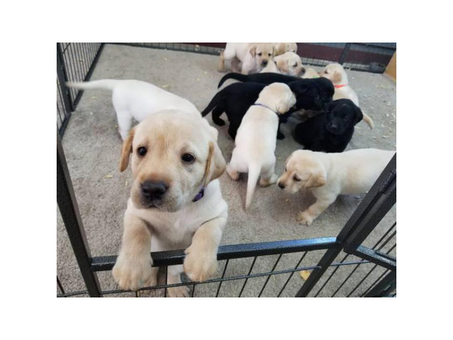 AKC Lab puppies for Sale in Providence, Rhode Island ...