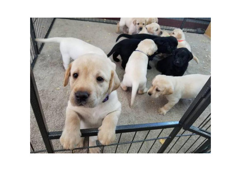 AKC Lab puppies for Sale
