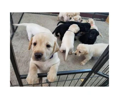 AKC Lab puppies for Sale - 1
