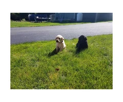 AKC Lab puppies for Sale - 2